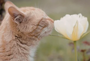 Are Chrysanthemums Toxic to Cats? The Ultimate Safety Guide