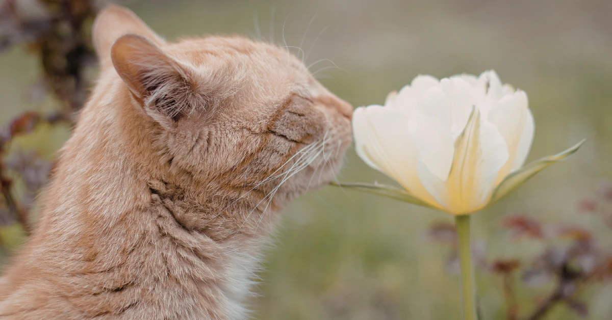 Are Chrysanthemums Toxic to Cats? The Ultimate Safety Guide