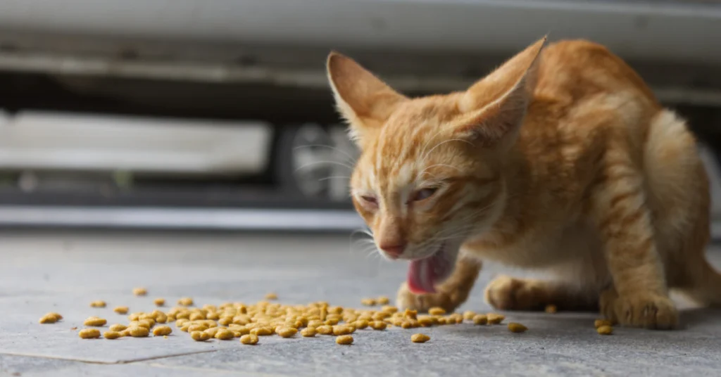Chrysanthemum Cats Symptoms