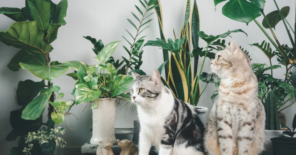 Can Cats Be in the Same Room as Chrysanthemums?