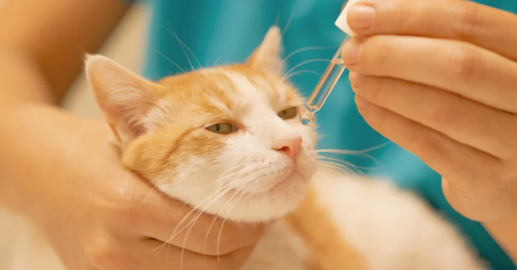 Help! My Cat Ate Chrysanthemum