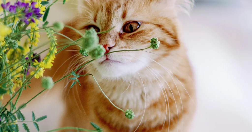 What Flowers Are Safe for Cats?