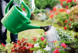 Person watering garden plants with a hose in early morning light