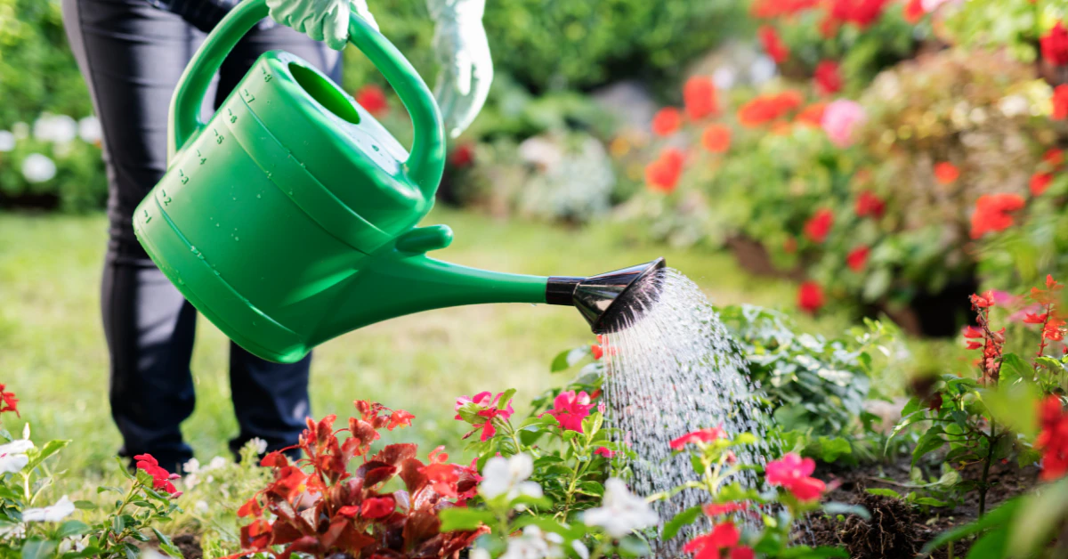Person watering garden plants with a hose in early morning light