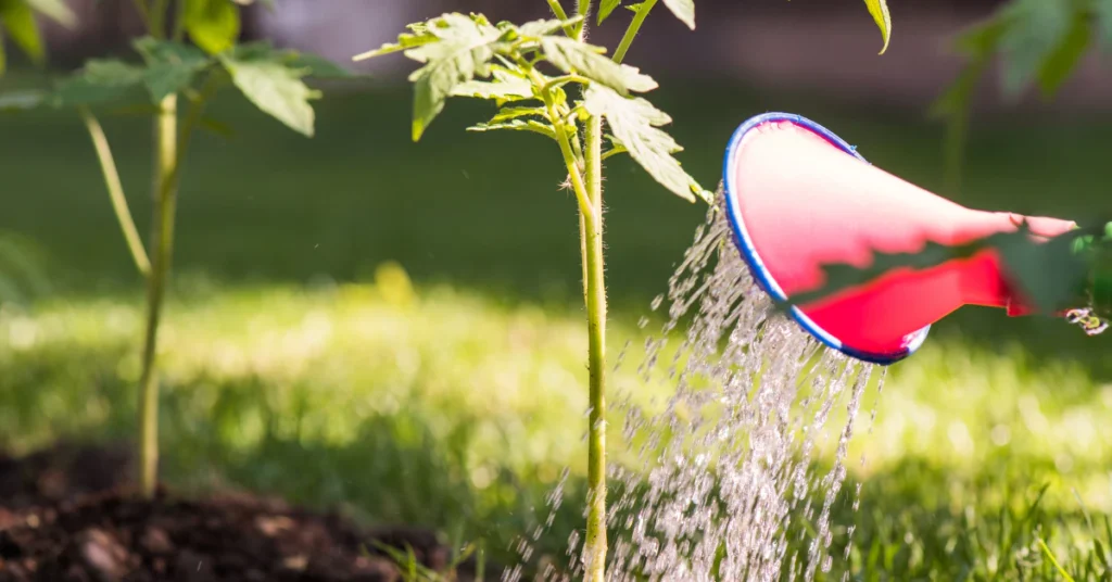 Watering can pouring water at the base of a plant