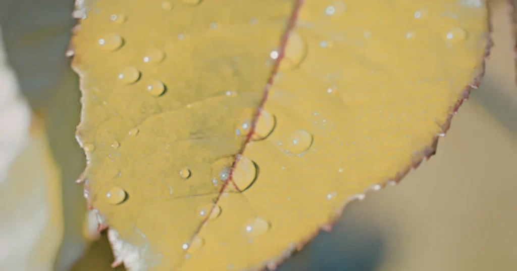Close-up of water droplets on a green leaf in sunlight