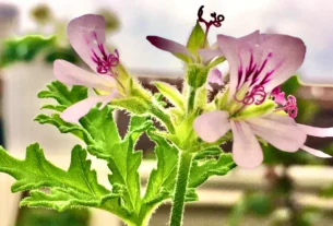 Citronella geranium plant with lacy lobed leaves compared to true citronella grass