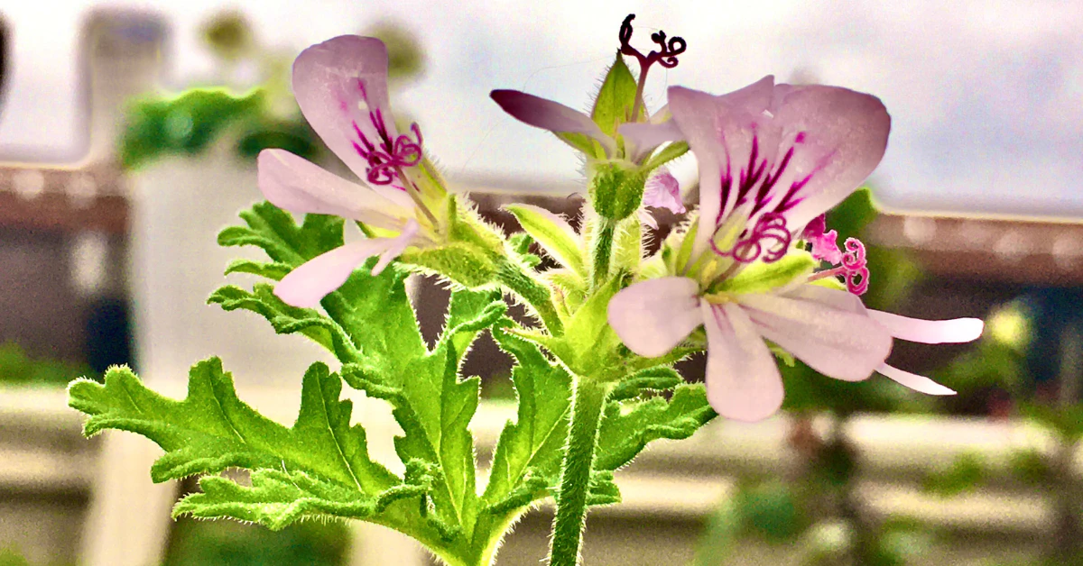 Citronella geranium plant with lacy lobed leaves compared to true citronella grass
