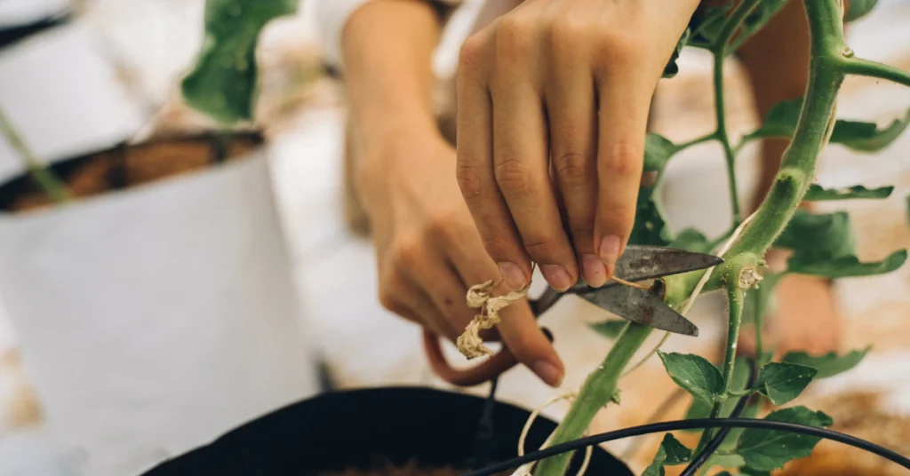Step-by-step citronella plant propagation from softwood stem cutting