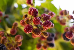 Fruitless mulberry tree providing shade in a backyard