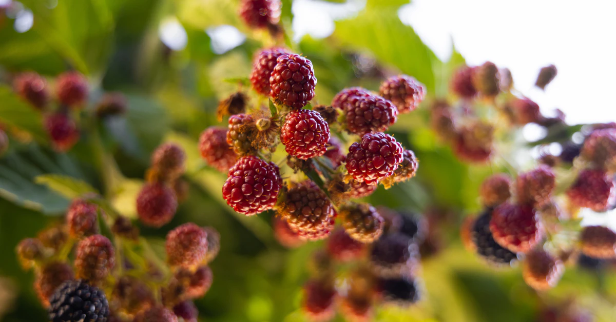 Fruitless mulberry tree providing shade in a backyard