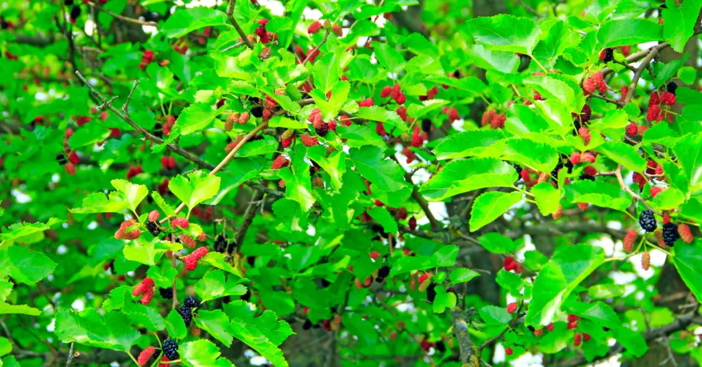 Close-up of fruitless mulberry tree leaves