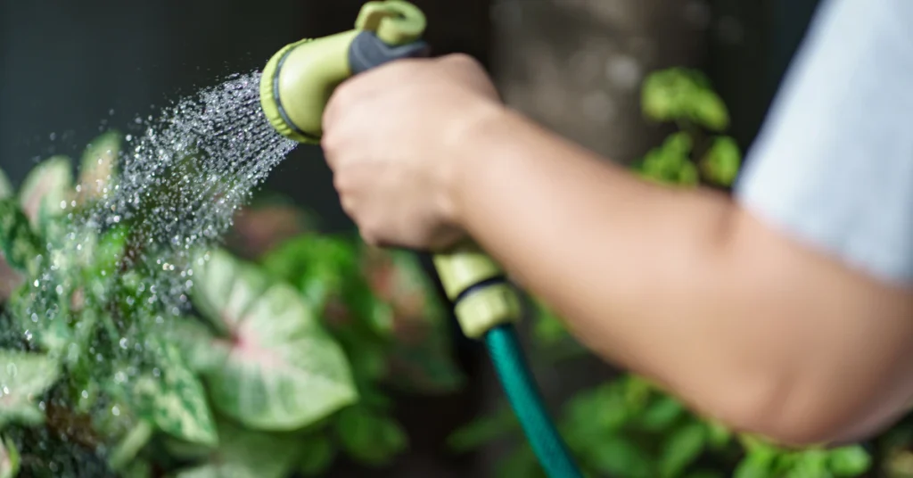 Watering a young mulberry tree in garden