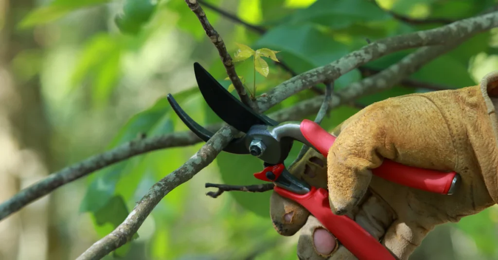 Pruning shears trimming mulberry tree branch