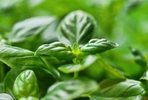 Healthy green basil plant growing in a pot on a sunny windowsill
