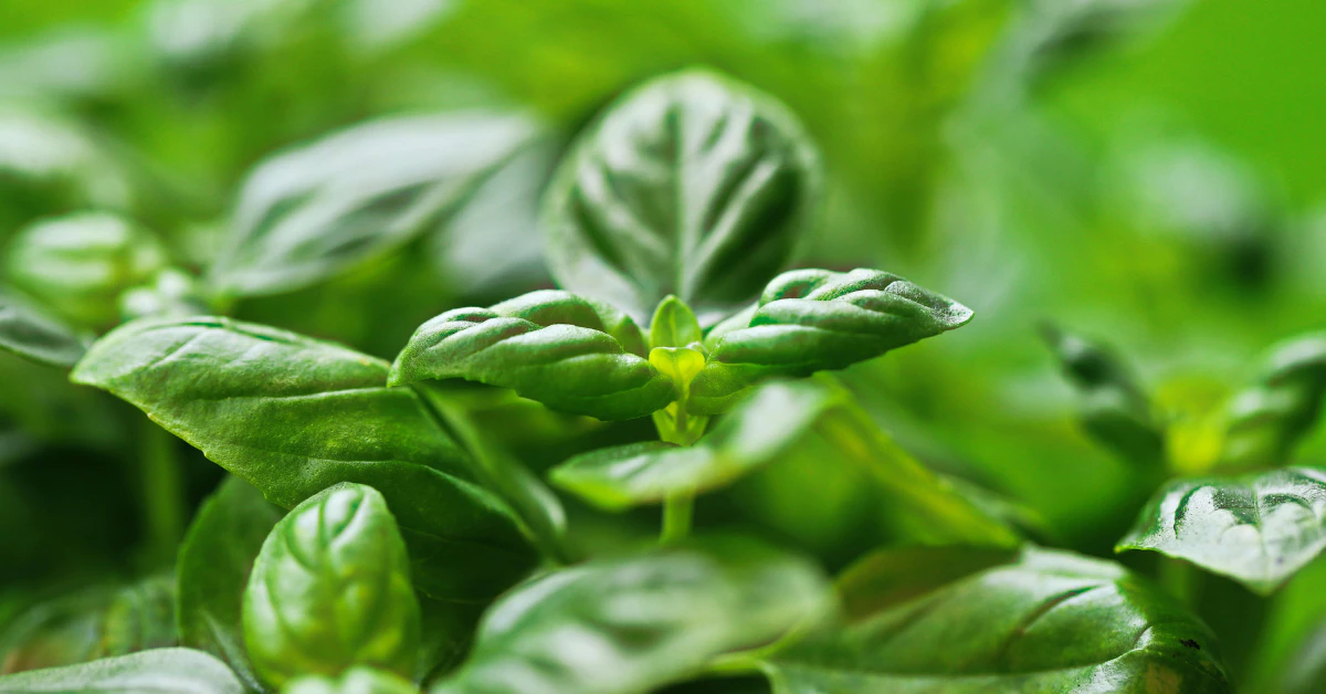 Healthy green basil plant growing in a pot on a sunny windowsill