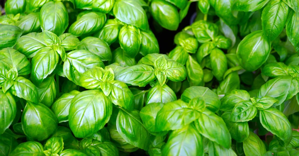 Basil seeds, a stem cutting in water, and a supermarket basil pot shown side by side