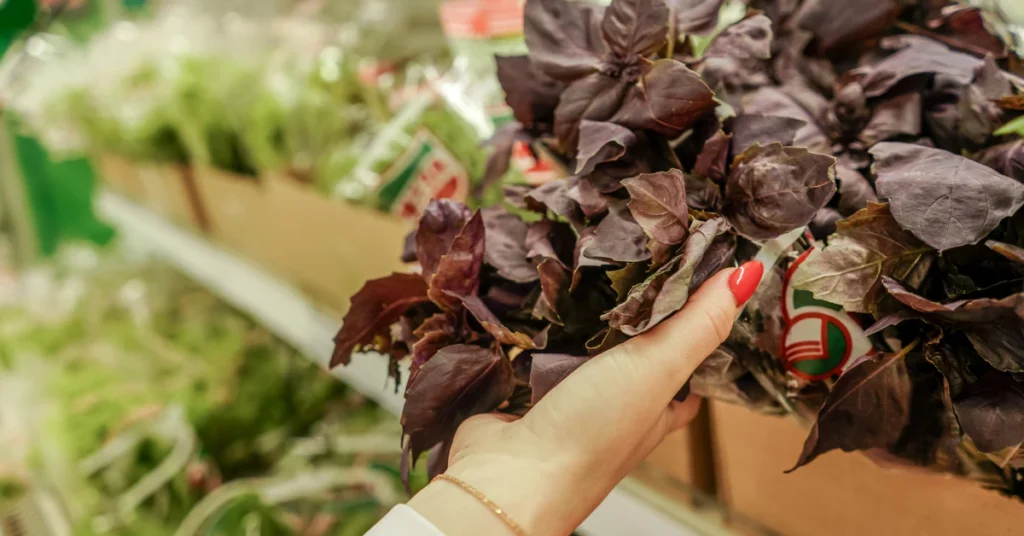 Hands separating a crowded supermarket basil root ball into small seedling clusters