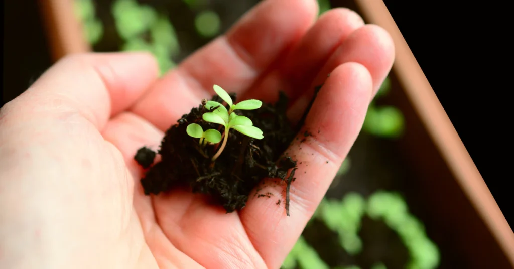 Young basil seedlings sprouting in a small tray of moist potting soil under a grow light
