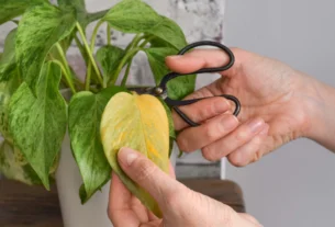 Pothos vine cutting with a node and two leaves ready for propagation
