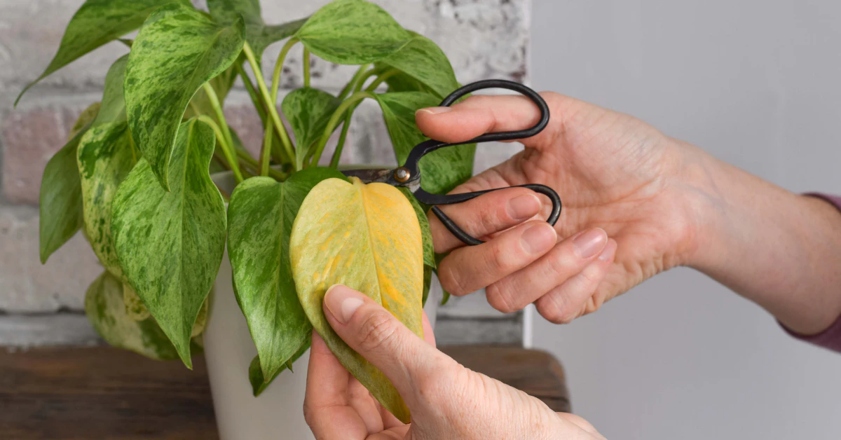 Pothos vine cutting with a node and two leaves ready for propagation