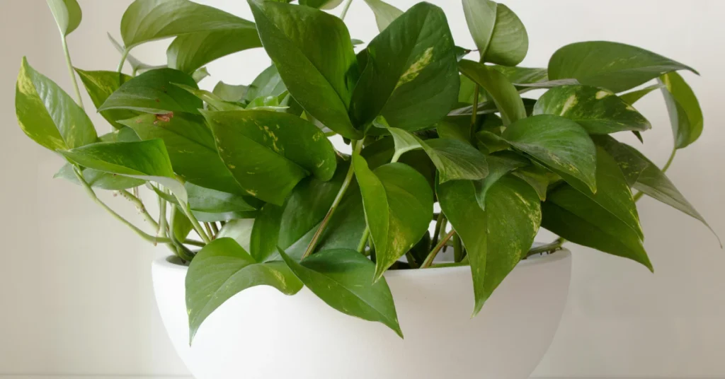Pothos cutting with long white roots ready to be moved to soil