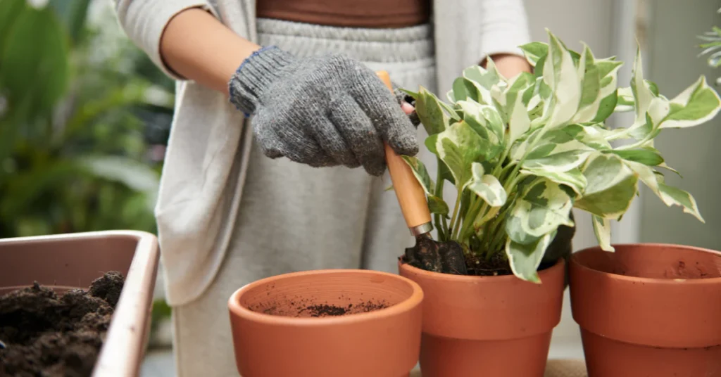 Pothos cutting planted in a small pot of moist potting soil