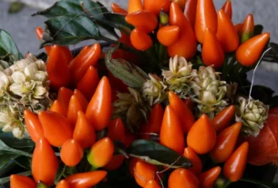 Bright orange ornamental peppers growing in a cluster