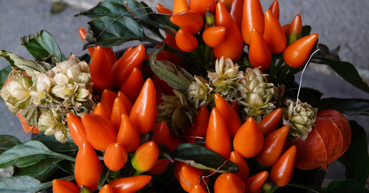 Bright orange ornamental peppers growing in a cluster