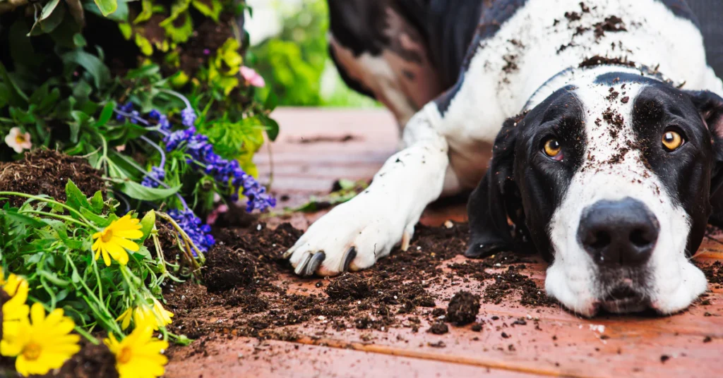 Dog lying on a patio next to spilled soil and garden plants