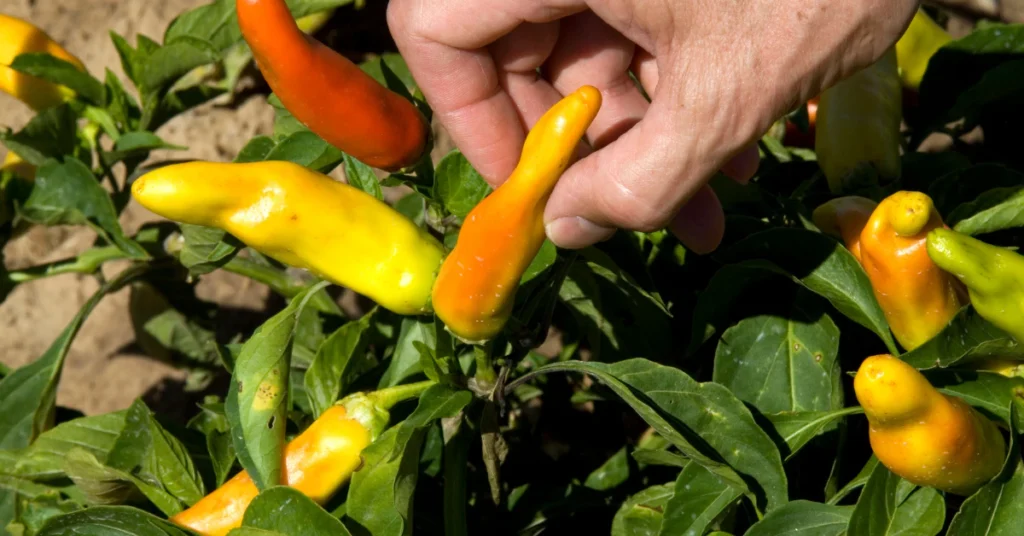 Hand picking a yellow ornamental pepper from the plant