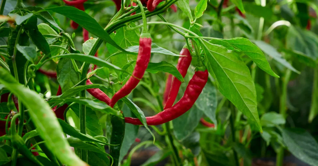 Red chili peppers hanging from a green pepper plant