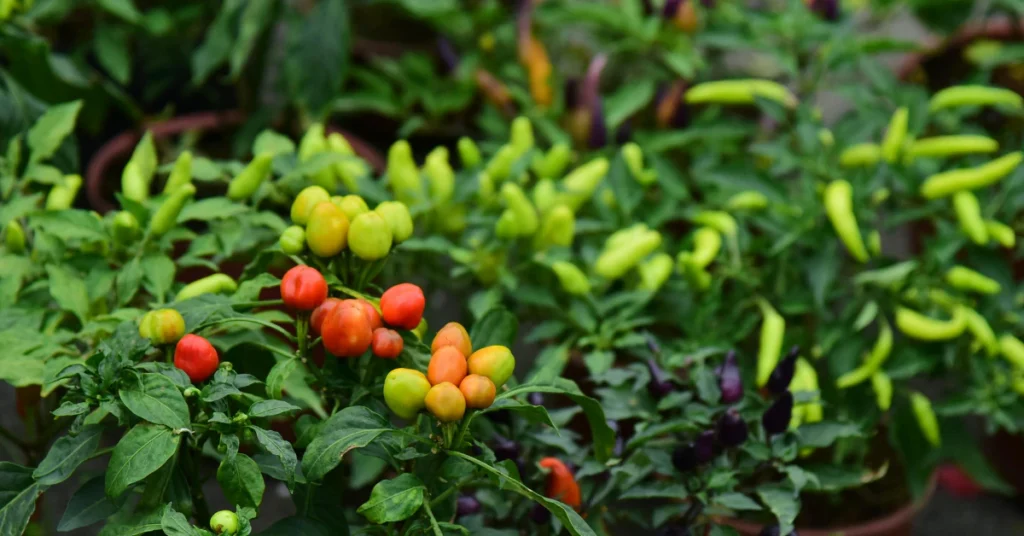 Ornamental pepper plant with small orange and red peppers