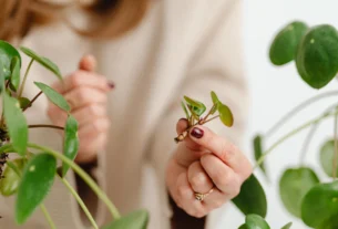 Person holding a jade-like plant leaf to check for healthy propagation