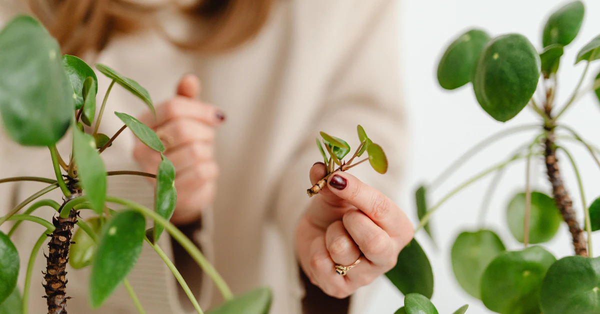 Person holding a jade-like plant leaf to check for healthy propagation
