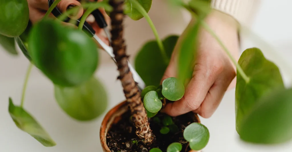Hands planting a stem cutting into a small pot with well-draining soil