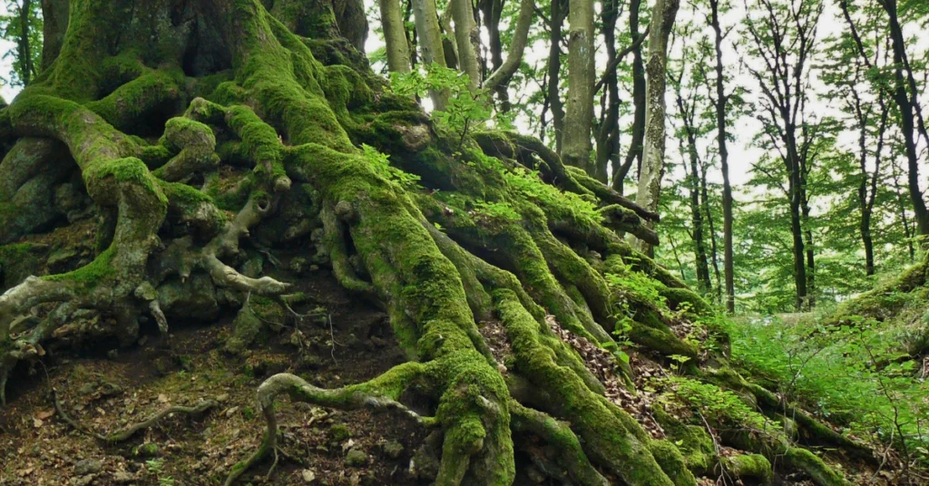 Close-up of moss-covered tree bark in a forest, showing natural plant growth
