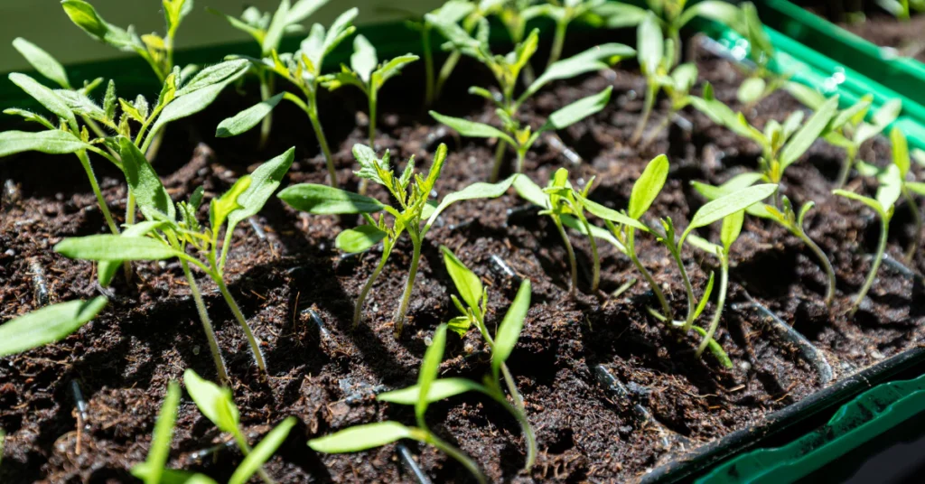 Rows of young seedlings sprouting in soil, showing early root and growth stage