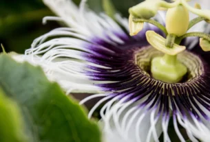 Purple and white passion flower (Passiflora) in bloom
