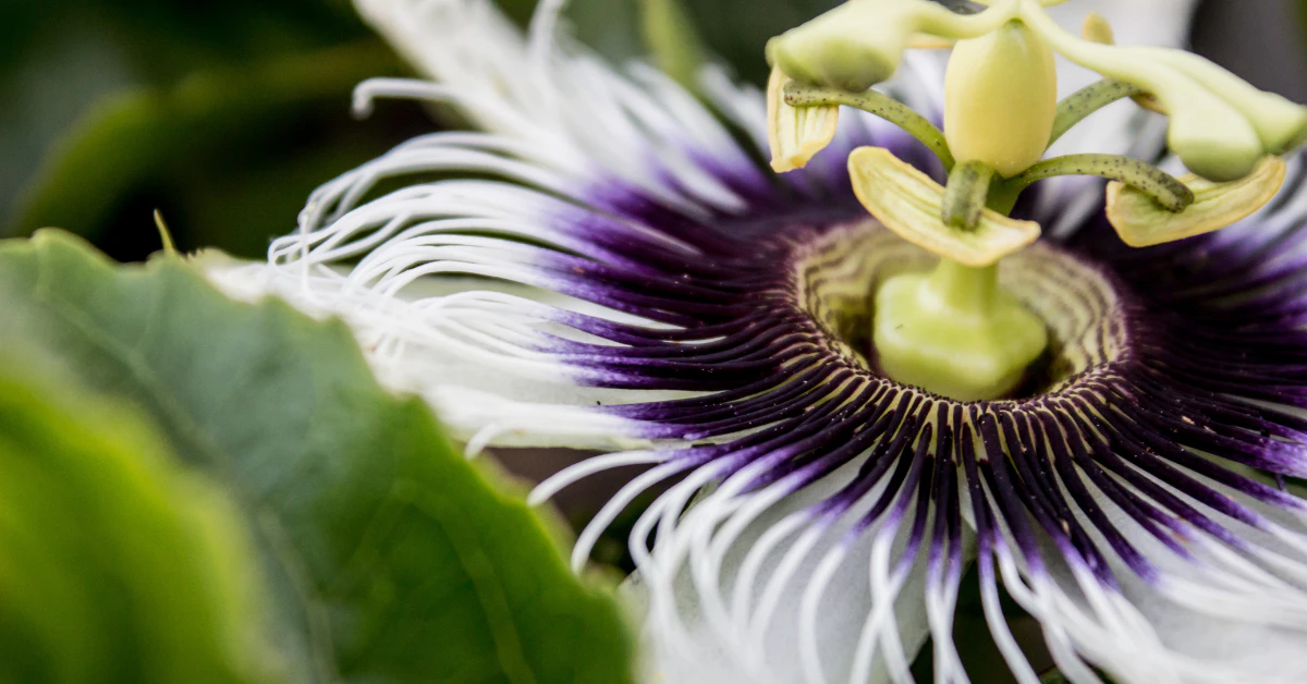 Purple and white passion flower (Passiflora) in bloom