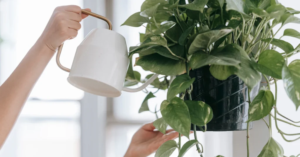 Person watering a leafy indoor plant with a white watering can