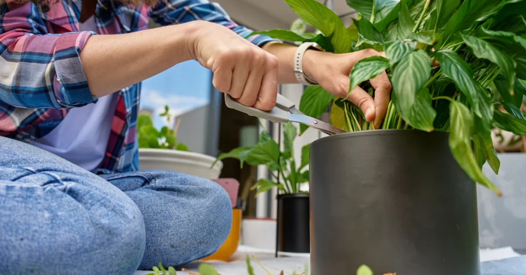 Person pruning a houseplant in a black pot with garden shears