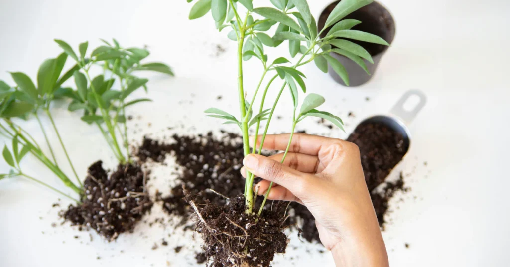 Hands repotting a houseplant cutting into fresh soil