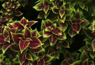 coleus caninus scaredy cat plant close up