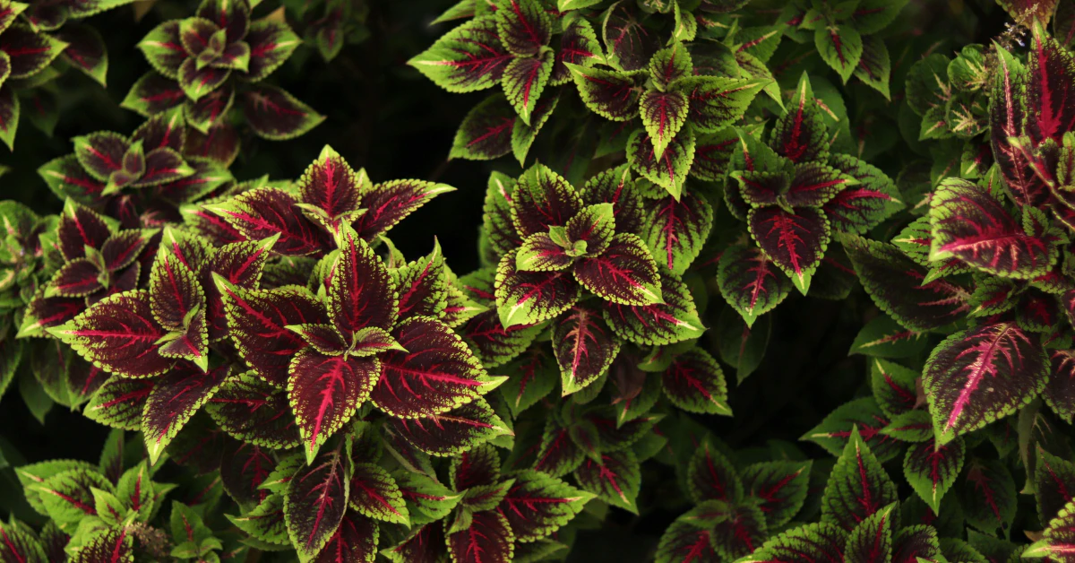 coleus caninus scaredy cat plant close up