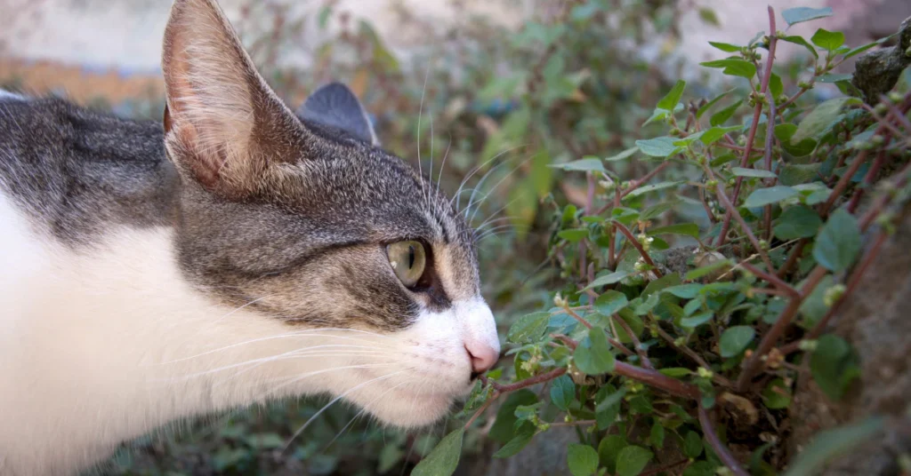 cat sniffing scaredy cat plant leaf