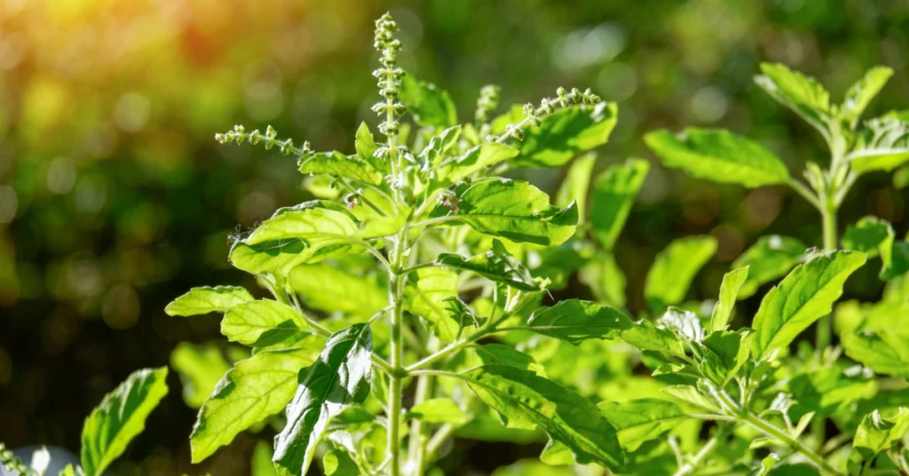 scaredy cat plant growing outdoor garden