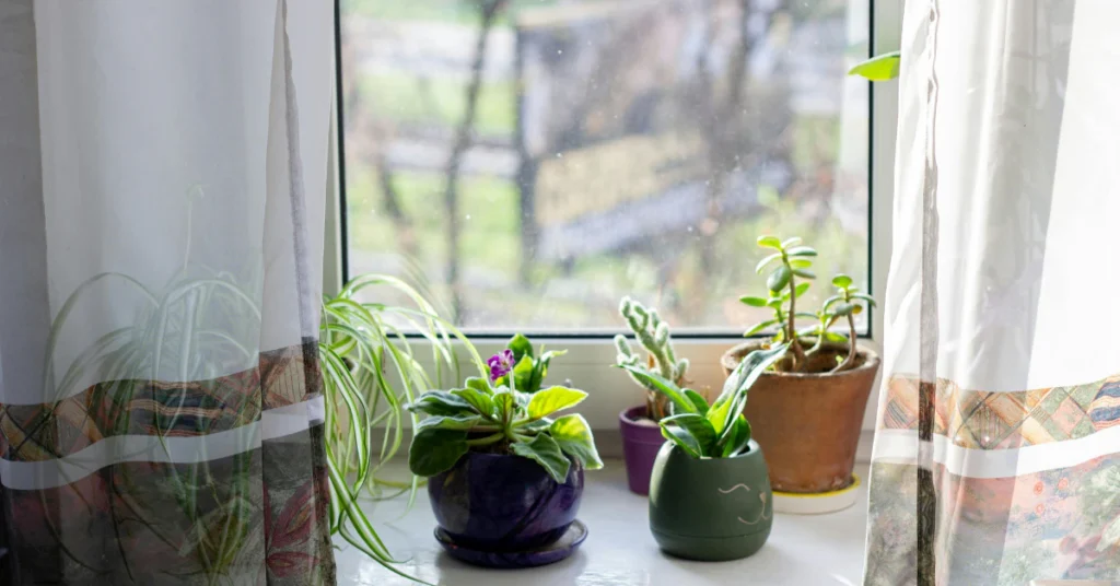 caredy cat plant indoor windowsill pot