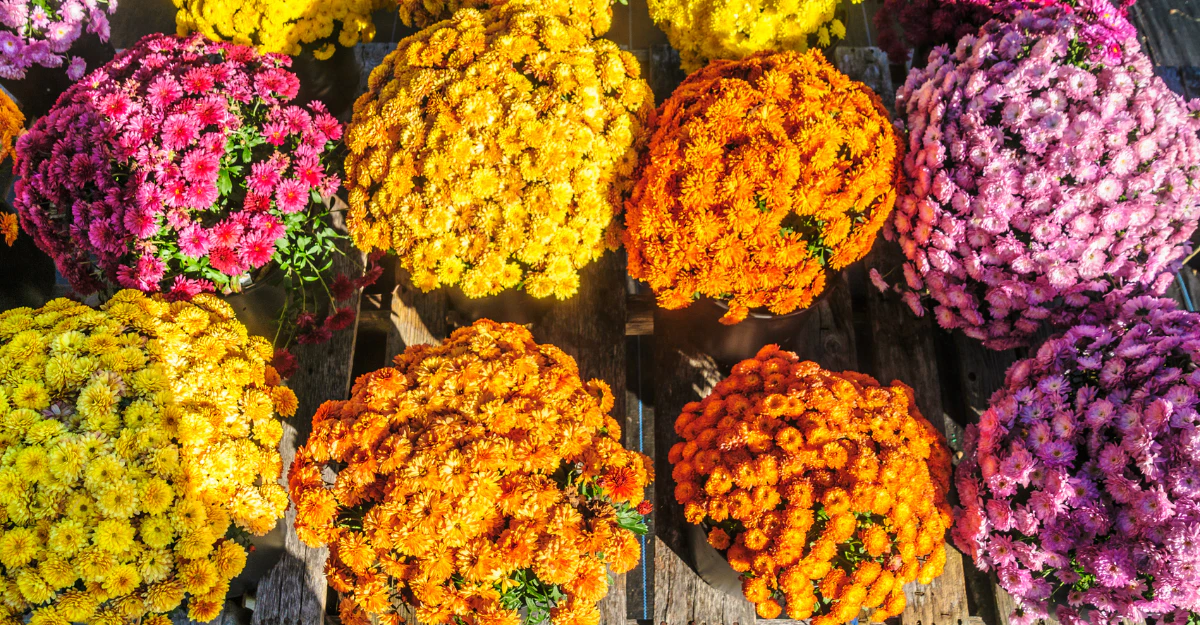 Colorful garden mums in pink, yellow, orange, and purple blooming together