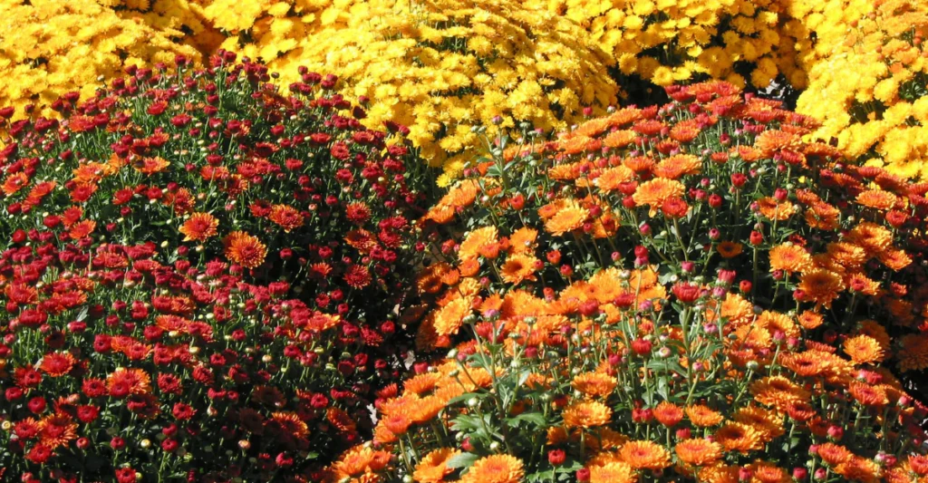 Red and yellow mums growing in a garden bed in full autumn bloom